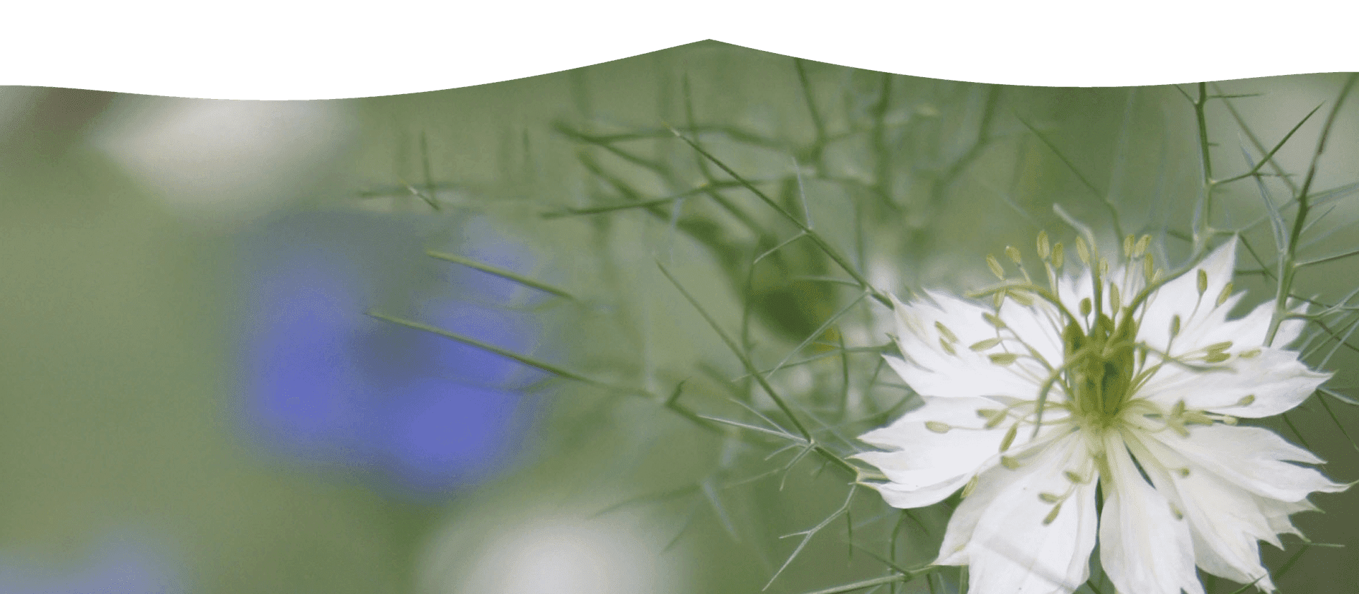 flower design background behind contact information